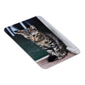 磁石：子猫 マグネット (右側)