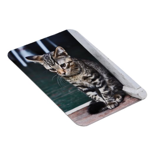 磁石：子猫 マグネット (右側)