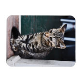 磁石：子猫 マグネット (横)