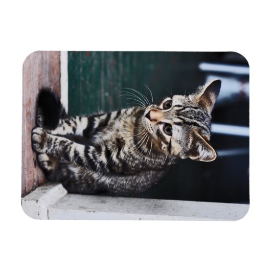 磁石：子猫 マグネット (横)
