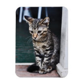 磁石：子猫 マグネット (縦)