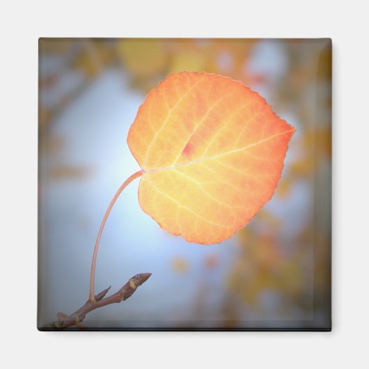 磁石《植物》アスペン葉 マグネット (正面)