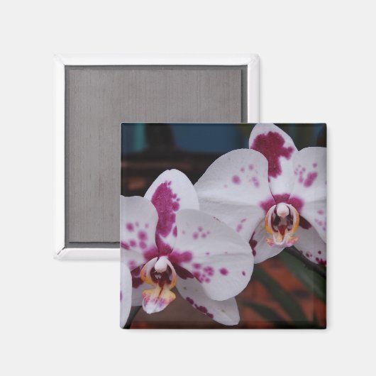 磁石：蘭 マグネット (正面/裏面)