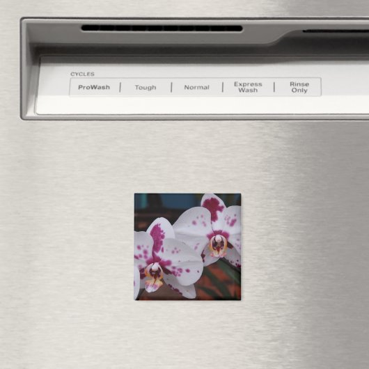 磁石：蘭 マグネット (インサイチュ (食洗機))