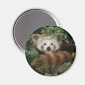 磁石 – 赤いパンダ (正面/裏面)