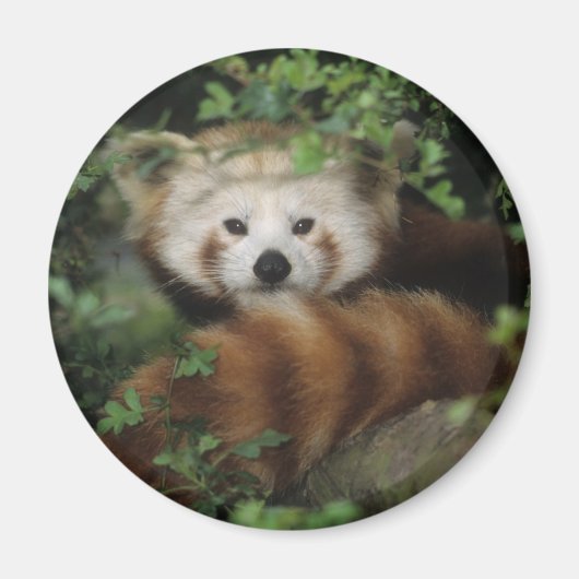 磁石 – 赤いパンダ (正面)