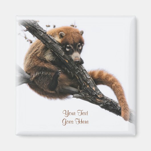 磁石： Coatimundi #5 （正方形） マグネット (正面)