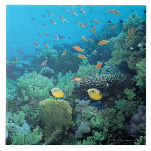 礁に泳いでいる熱帯魚 タイル (正面)