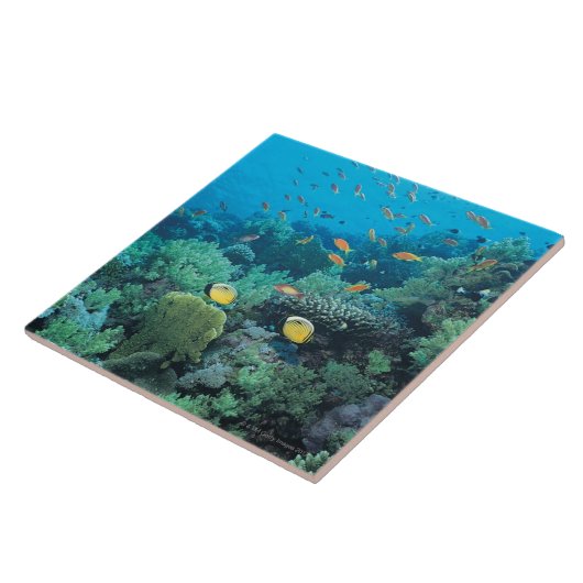 礁に泳いでいる熱帯魚 タイル (側面)