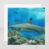 礁の招待状を持つ鮫 招待状 (正面/裏面)