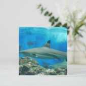 礁の招待状を持つ鮫 招待状 (スタンド正面)