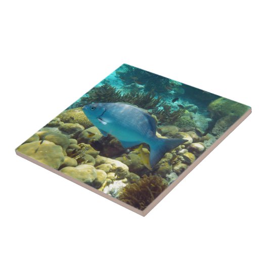 礁の魚 タイル (側面)