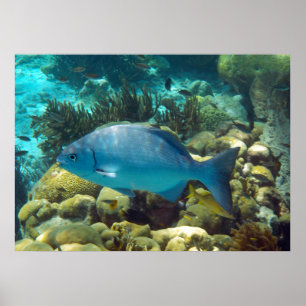 礁の魚 ポスター