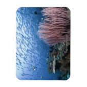 礁上の魚の群れ マグネット (縦)