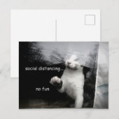 社交的な子猫 ポストカード (正面/裏面)