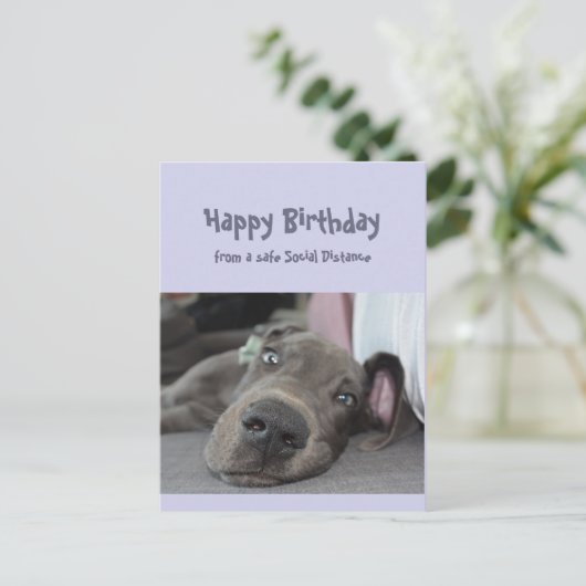 社会配おもしろい信誕生日グレートダネドッグ ポストカード (スタンド正面)