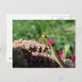 祈のマンティス自然写真はがき ポストカード (正面/裏面)