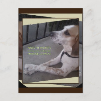 祈りの言葉ドッグポーズはがき ポストカード