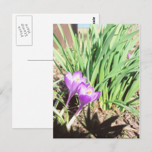 祖母の春の庭 ポストカード (正面/裏面)