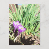 祖母の春の庭 ポストカード (正面)