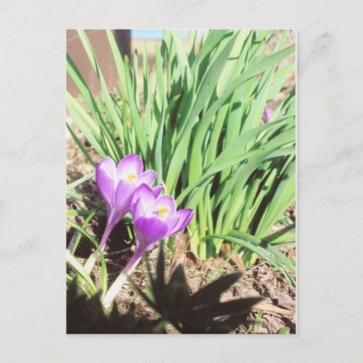 祖母の春の庭 ポストカード (正面)