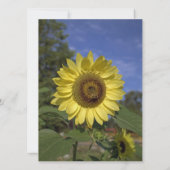 祝ひまわり！夏の結婚式の招待 招待状 (裏面)