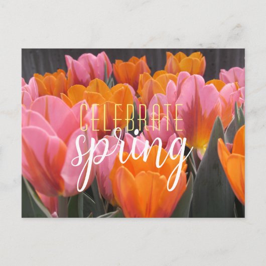 祝春ピンク&オレンジチューリップ葉書 ポストカード (正面)