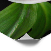 神々は許されたカラユリの花のポスター ポスター (角)