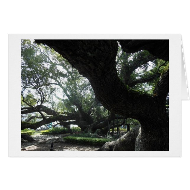 神の木カード (正面横)