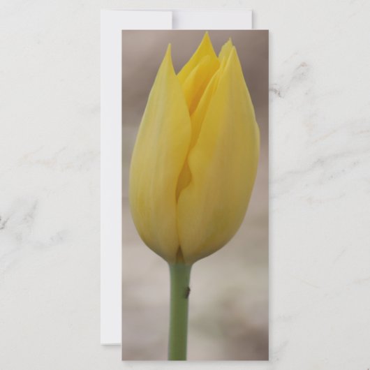 神の赦しと恵みの祈りの言葉 (裏面)