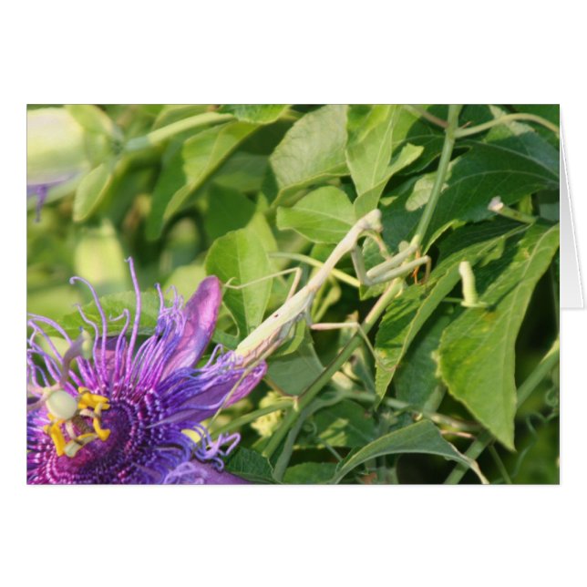 神は詳細にあります (正面横)