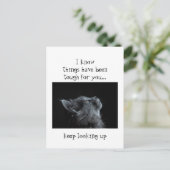 神保に向かって勇気付けられる猫 ポストカード (スタンド正面)