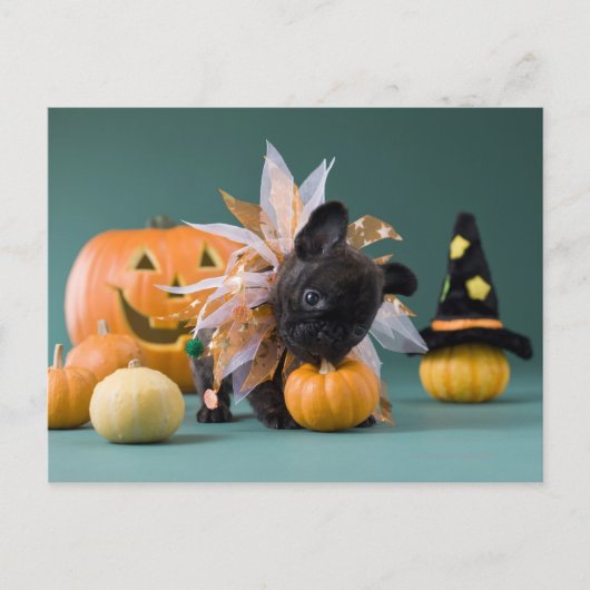 神奈川県，本州 ポストカード (正面)