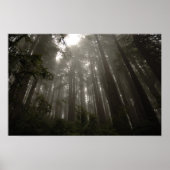 神秘の木 ポスター (正面)