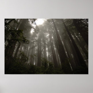 神秘の木 ポスター