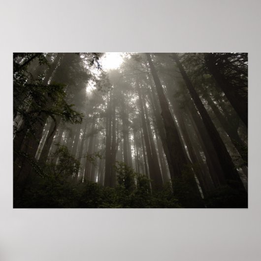 神秘の木 ポスター (正面)