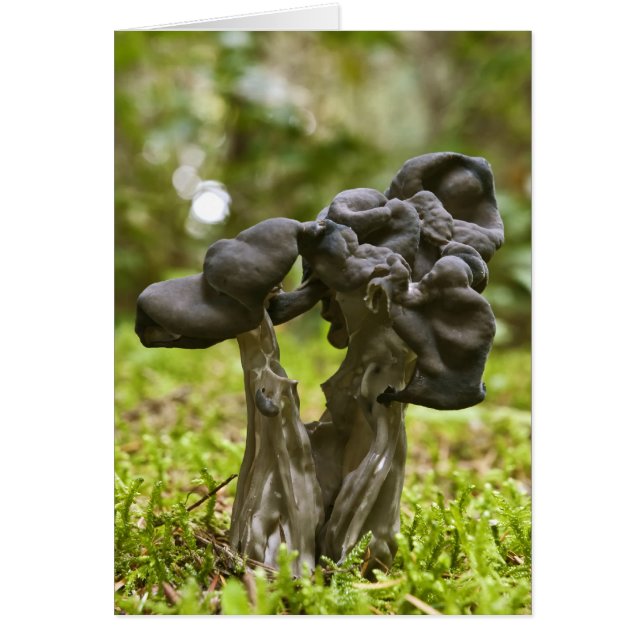 神秘的なキノコ (正面)