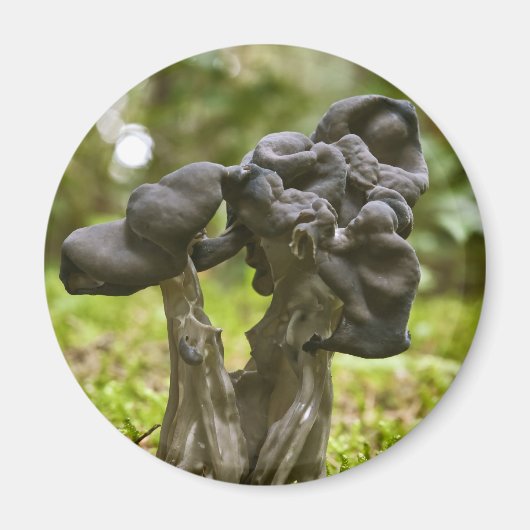 神秘的なキノコ マグネット (正面)