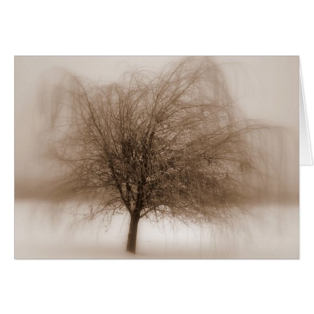 神秘的な夢 (正面横)