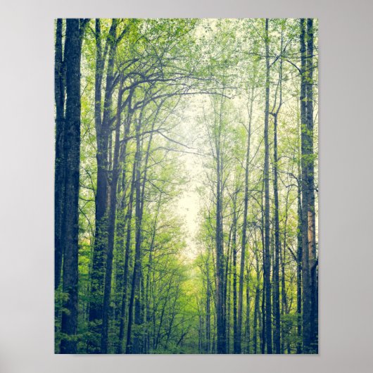 神秘的な森 ポスター (正面)