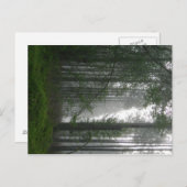 神秘的な森 ポストカード (正面/裏面)