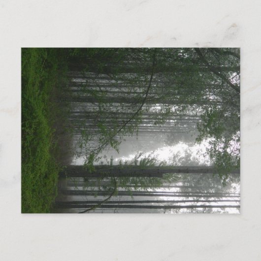 神秘的な森 ポストカード (正面)