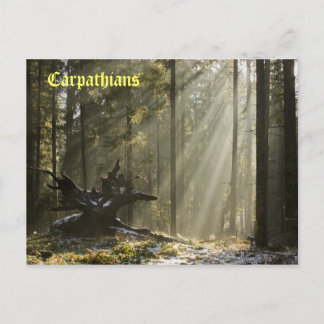 神秘的な森 ポストカード