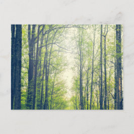 神秘的な森 ポストカード