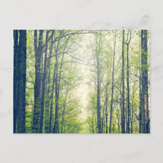 神秘的な森 ポストカード (正面)