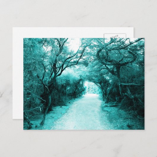 神秘的な歩道、月光の道、木 ポストカード (正面/裏面)