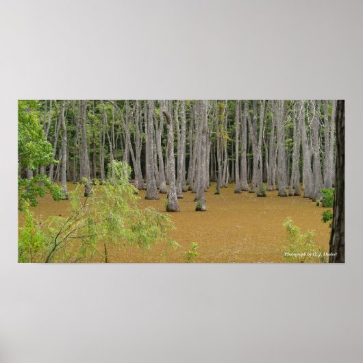 神秘的な沼のポスター ポスター (正面)