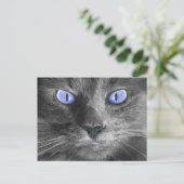 神秘的な猫はがき ポストカード (スタンド正面)