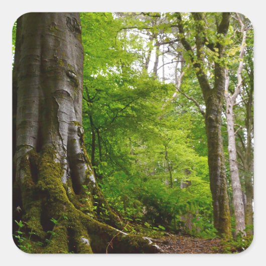 神秘的な砦 スクエアシール (正面)