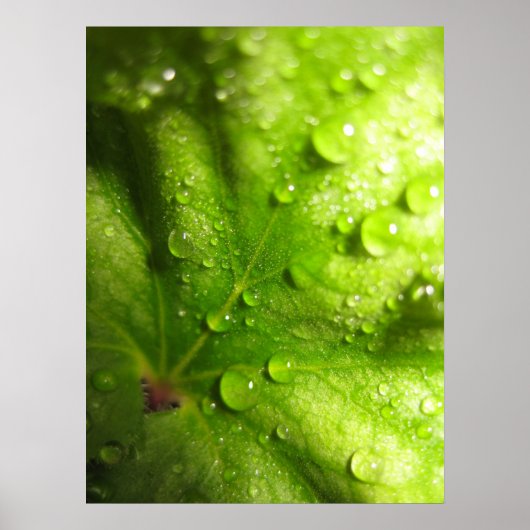 神秘的葉なポスター(2) ポスター (正面)